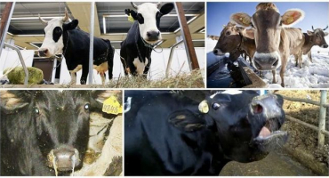 Příznaky parainfluenzy-3, léčba a prevence skotu